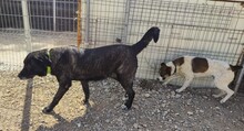 STITCH, Hund, Mischlingshund in Spanien - Bild 11