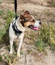 STITCH, Hund, Mischlingshund in Spanien - Bild 2