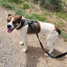 STITCH, Hund, Mischlingshund in Spanien - Bild 3