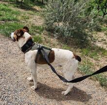 STITCH, Hund, Mischlingshund in Spanien - Bild 4