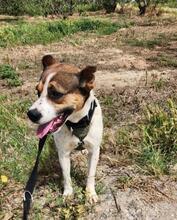 STITCH, Hund, Mischlingshund in Spanien - Bild 5