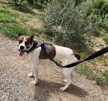 STITCH, Hund, Mischlingshund in Spanien - Bild 6