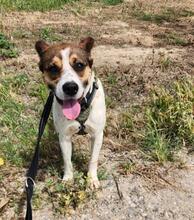 STITCH, Hund, Mischlingshund in Spanien - Bild 7