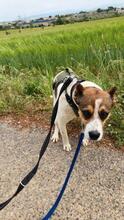 STITCH, Hund, Mischlingshund in Spanien - Bild 8