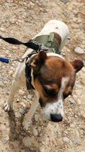 STITCH, Hund, Mischlingshund in Spanien - Bild 9