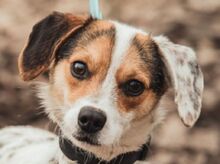 CASPER, Hund, Mischlingshund in Ungarn - Bild 1