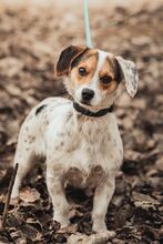 CASPER, Hund, Mischlingshund in Ungarn - Bild 2