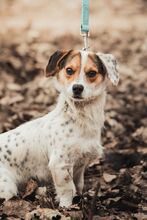 CASPER, Hund, Mischlingshund in Ungarn - Bild 3