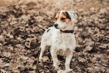 CASPER, Hund, Mischlingshund in Ungarn - Bild 4