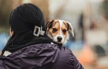 CASPER, Hund, Mischlingshund in Ungarn - Bild 5