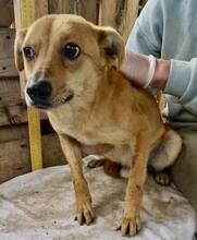 BENNO, Hund, Mischlingshund in Rumänien - Bild 10