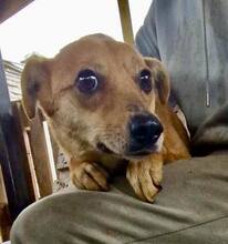 BENNO, Hund, Mischlingshund in Rumänien - Bild 12