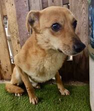 BENNO, Hund, Mischlingshund in Rumänien - Bild 13