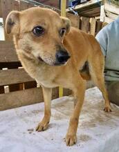 BENNO, Hund, Mischlingshund in Rumänien - Bild 14
