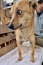 BENNO, Hund, Mischlingshund in Rumänien - Bild 15
