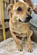 BENNO, Hund, Mischlingshund in Rumänien - Bild 5