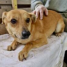 BENNO, Hund, Mischlingshund in Rumänien - Bild 8