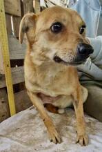 BENNO, Hund, Mischlingshund in Rumänien - Bild 9