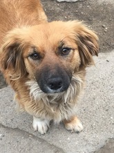 GIORGIA, Hund, Mischlingshund in Rumänien - Bild 1