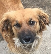 GIORGIA, Hund, Mischlingshund in Rumänien - Bild 2