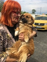 GIORGIA, Hund, Mischlingshund in Rumänien - Bild 3