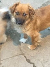 GIORGIA, Hund, Mischlingshund in Rumänien - Bild 4