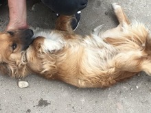 GIORGIA, Hund, Mischlingshund in Rumänien - Bild 5