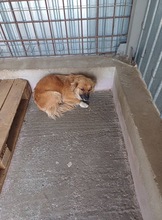 GIORGIA, Hund, Mischlingshund in Rumänien - Bild 6