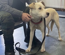 MARY, Hund, Mischlingshund in Ungarn - Bild 2