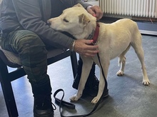 MARY, Hund, Mischlingshund in Ungarn - Bild 5