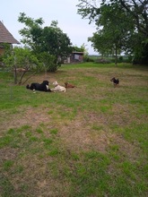 MARY, Hund, Mischlingshund in Ungarn - Bild 8