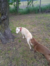 MARY, Hund, Mischlingshund in Ungarn - Bild 9