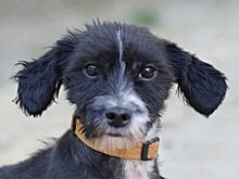 HUGO, Hund, Havaneser-Bichon à poil frisé-Mix in Ungarn - Bild 1