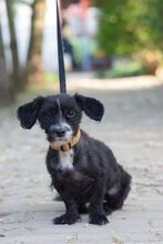 HUGO, Hund, Havaneser-Bichon à poil frisé-Mix in Ungarn - Bild 2