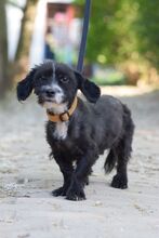 HUGO, Hund, Havaneser-Bichon à poil frisé-Mix in Ungarn - Bild 3