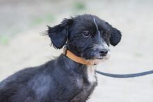 HUGO, Hund, Havaneser-Bichon à poil frisé-Mix in Ungarn - Bild 6