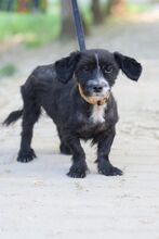 HUGO, Hund, Havaneser-Bichon à poil frisé-Mix in Ungarn - Bild 7