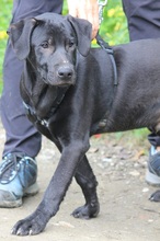 ARTUR, Hund, Labrador Retriever-Mix in Schwerte - Bild 1