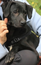 ARTUR, Hund, Labrador Retriever-Mix in Schwerte - Bild 2