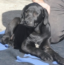 ARTUR, Hund, Labrador Retriever-Mix in Schwerte - Bild 3