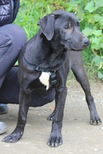 ARTUR, Hund, Labrador Retriever-Mix in Schwerte - Bild 5