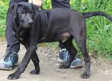 ARTUR, Hund, Labrador Retriever-Mix in Schwerte - Bild 6