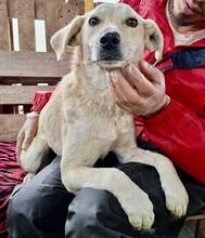 NALA, Hund, Mischlingshund in Rumänien - Bild 11