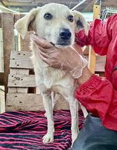 NALA, Hund, Mischlingshund in Rumänien - Bild 12