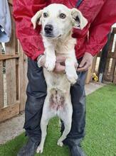 NALA, Hund, Mischlingshund in Rumänien - Bild 13