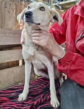 NALA, Hund, Mischlingshund in Rumänien - Bild 14