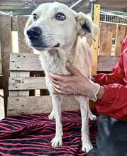 NALA, Hund, Mischlingshund in Rumänien - Bild 2