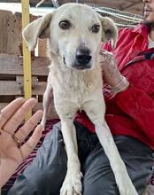 NALA, Hund, Mischlingshund in Rumänien - Bild 4