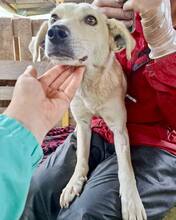 NALA, Hund, Mischlingshund in Rumänien - Bild 5
