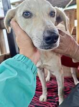 NALA, Hund, Mischlingshund in Rumänien - Bild 6